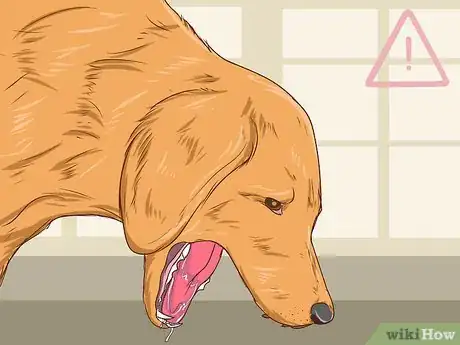 Image intitulée Help a Dog Pass an Obstruction Step 5