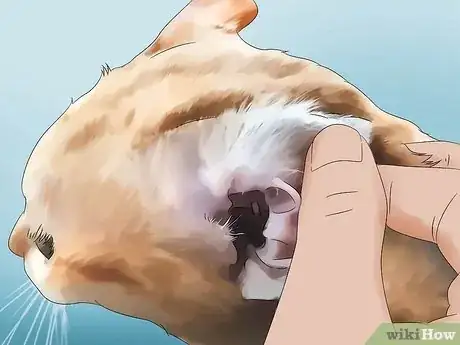 Image intitulée Clean Your Cat's Ears Step 2