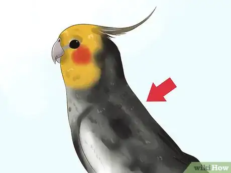 Image intitulée Tell if a Cockatiel Is Male or Female Step 2