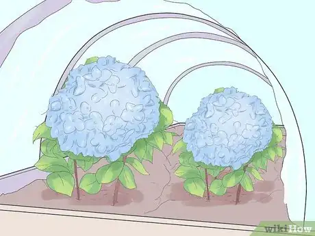 Image intitulée Grow Hydrangeas Step 9