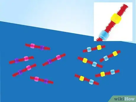 Image intitulée Make a Model of DNA Using Common Materials Step 12