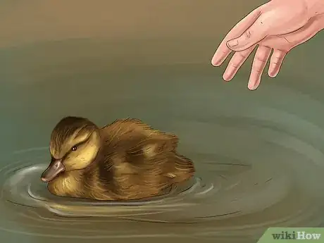 Image intitulée Hatch a Mallard Duck Egg Step 14