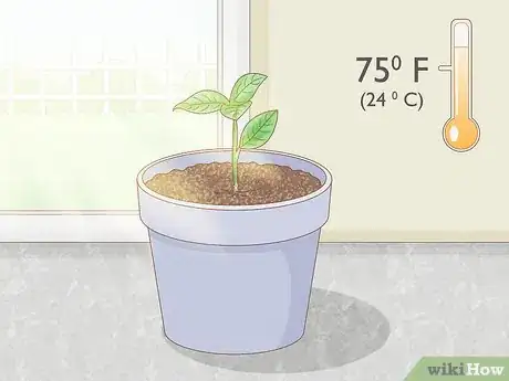 Image intitulée Grow Gardenia from Cuttings Step 8