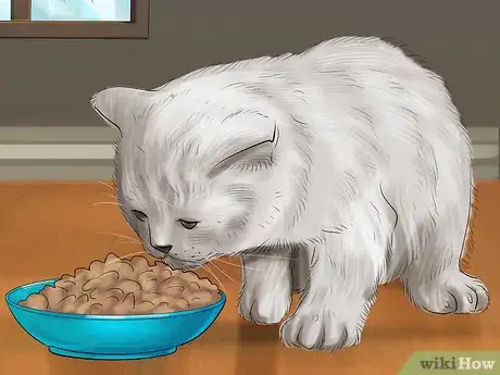 Image intitulée Introduce Solid Food to Kittens Step 10