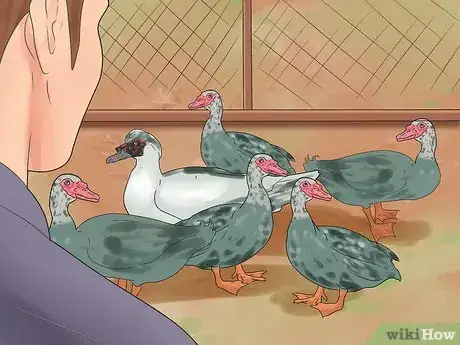 Image intitulée Breed Ducks Step 17