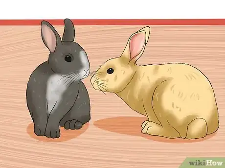 Image intitulée Introduce Rabbits Step 1