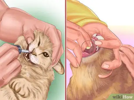 Image intitulée Kill Fleas and Ticks on Cats Step 5