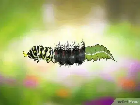 Image intitulée Identify a Caterpillar Step 5