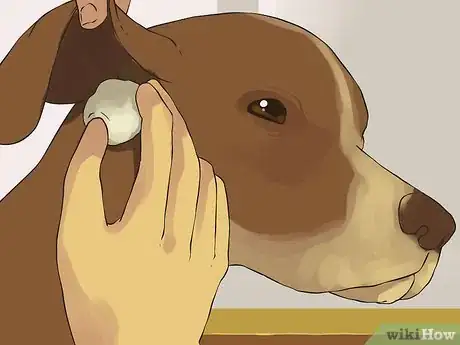 Image intitulée Give a Small Dog a Bath Step 8