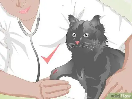 Image intitulée Treat Fractures in Cats Step 11