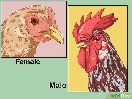 Image intitulée Determine the Sex of a Chicken Step 6
