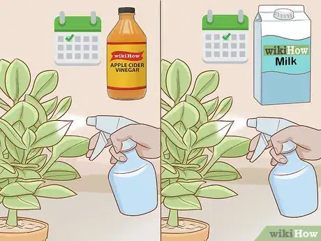 Image intitulée Get Rid of Powdery Mildew on Plants Step 7