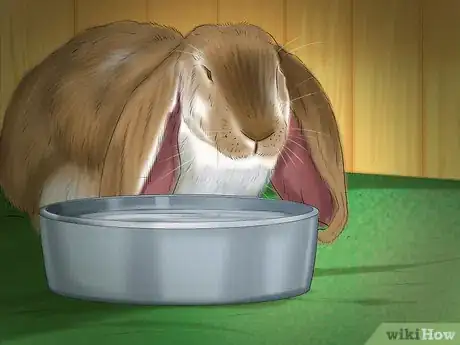 Image intitulée Raise a Lop Eared Rabbit As a Pet Step 8