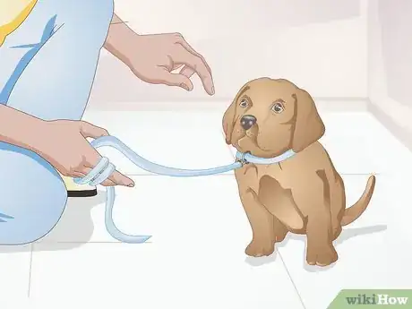 Image intitulée Calm a Puppy Step 4