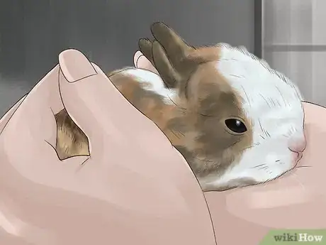 Image intitulée Handle Rabbits Step 12