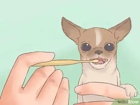 Image intitulée Care for Your Chihuahua Puppy Step 20
