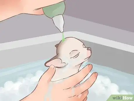 Image intitulée Care for Your Chihuahua Puppy Step 21
