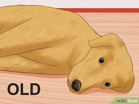 Image intitulée Recognize a Stroke in Dogs Step 11
