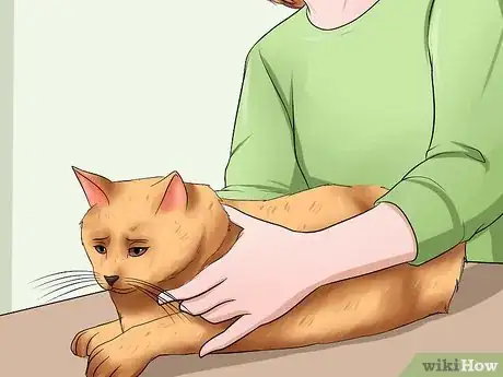 Image intitulée Get a Cat to Stop Meowing Step 3