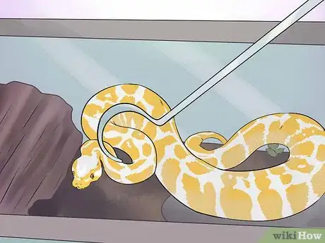 Image intitulée Hold a Snake Step 8