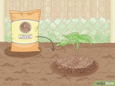 Image intitulée Grow Sweet Potatoes Step 15