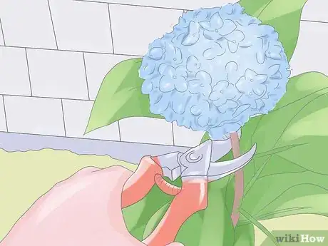 Image intitulée Grow Hydrangeas Step 8