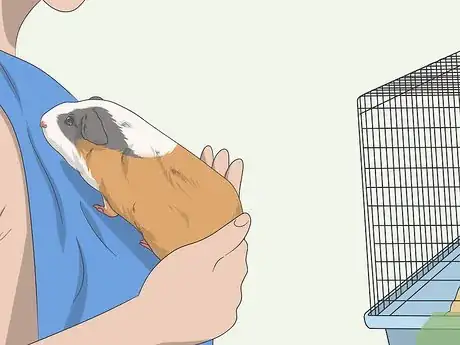 Image intitulée Hold a Guinea Pig Step 14