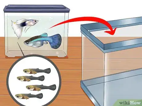 Image intitulée Find Out if Your Guppy Is Pregnant Step 10