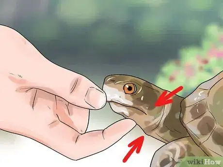 Image intitulée Pet a Turtle Step 4