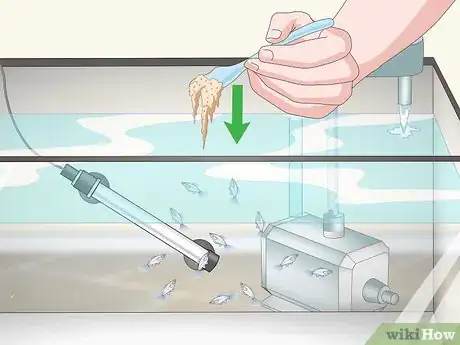 Image intitulée Care for Baby Guppies Step 11