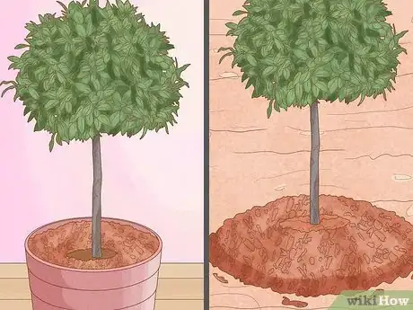 Image intitulée Grow a Bay Tree Step 4