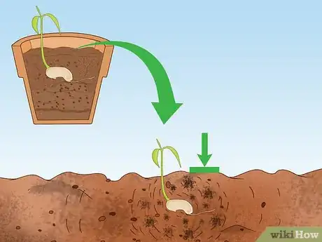 Image intitulée Grow a Mango Tree Step 12