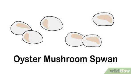 Image intitulée Grow Mushrooms Step 1
