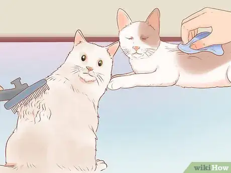 Image intitulée Know if Your Cat Is Sick Step 13