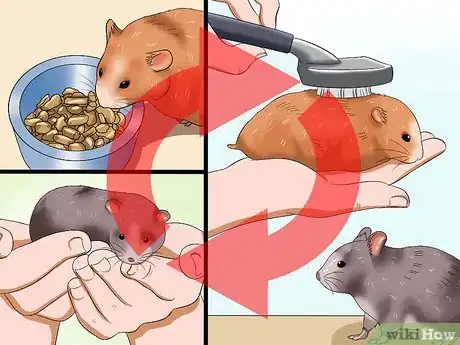 Image intitulée Get Hamsters to Stop Fighting Step 12