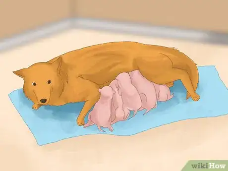 Image intitulée Care for Newborn Puppies Step 18