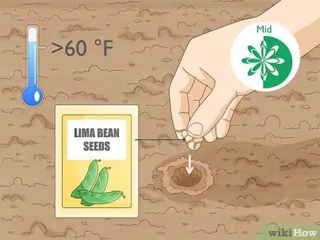 Image intitulée Grow Lima Beans Step 4