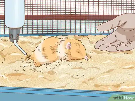 Image intitulée Care for Syrian Hamsters Step 18