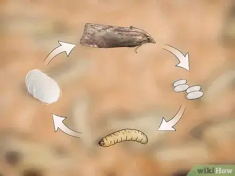Image intitulée Breed Waxworms Step 16