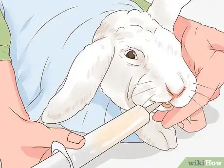 Image intitulée Deal with a Sick Rabbit Step 6