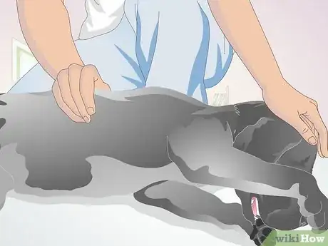 Image intitulée Perform CPR on a Dog Step 12