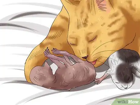 Image intitulée Care for Kittens from Birth Step 1