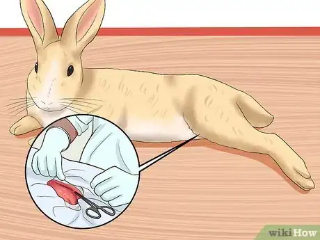 Image intitulée Introduce Rabbits Step 2