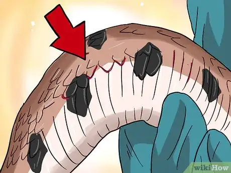 Image intitulée Choose Your First Pet Snake Step 10Bullet3