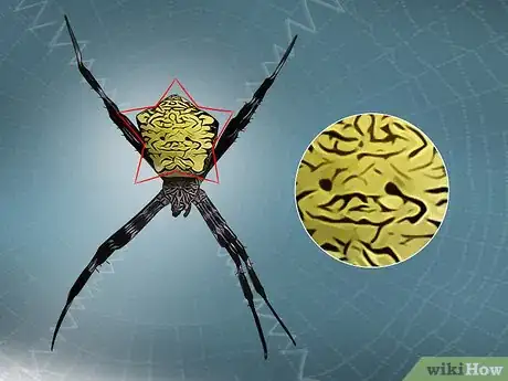 Image intitulée Identify a Banana Spider Step 16