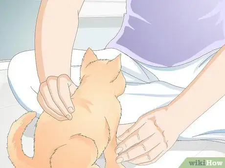 Image intitulée Teach Your Cat to Give a Handshake Step 10