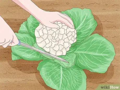 Image intitulée Grow Cauliflower Step 12