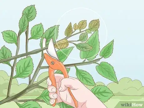 Image intitulée Prune a Crabapple Tree Step 12