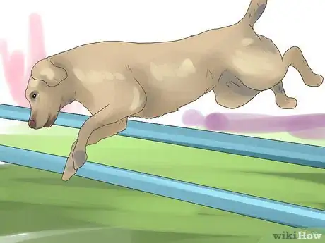 Image intitulée Bond With Your Dog Step 17