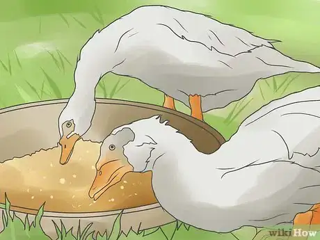 Image intitulée Raise Ducks Step 18